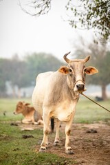 Poster - Vertical closeup of a cow standing next to the tree