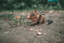 Close-up Of An Eastern Chipmunk Eating A Peanut On A Ground Of Dirt With Grass Sprouts Around.