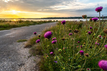 Purple Thistle Growing On The Edge Of An Old Warn Asphalt Road With A Lake, Hills And The Setting Sun In The Background, Canyon Lake, Hill Country, Texas