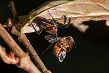 Percevejo Predando Abelha-européia (Reduviidae E Apis Mellifera) | Assassin Bug Preying European Honey Bee
