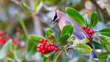 Closeup Of A Cedar Waxwing, Bombycilla Cedrorum Standing On A Red Berry Branch