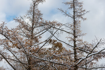 Wall Mural - snow covered larch