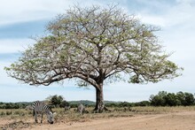 View Of Zebras Grazing Under A Big Tree In A Savanna