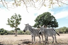View Of Two Zebras Standing Together In A Savanna