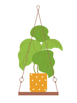 Houseplant on macrame hanger. Beautiful green plant growing in orange pot on wooden shelf. Urban garden. Design element for postcard. Cartoon flat vector illustration isolated on white background