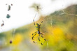 Beautiful japanese yellow joro spider in the net