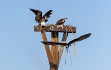 Beautiful Shot Of Falcons Making A Nest Against Blue Sky