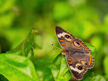 Close Up Shot Of Junonia Coenia Butterfly