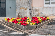 Red And Yellow Poinsettia Flowers Grow In A Triangular Flower Bed On A Town Street In Santa Cruz De Tenerife In The Canary Islands, Spain. Christmas Floral Decoration Of The City