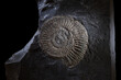 Dactylioceras, a Jurassic ammonite fossil