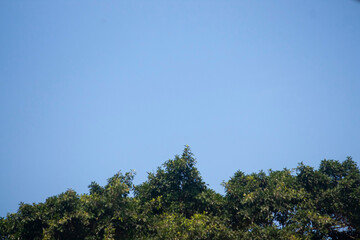 trees and sky background