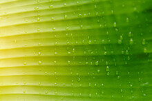 Close Up Of Water Drops On Banana Leaf