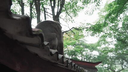 Wall Mural - Footage of a monkey with brown fur sitting on a roof of a building in a forest in daylight