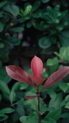 Wall Mural - Vertical shot of red leaves and green foliage in a park