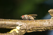 Makro detail Nahaufnahme einer Fliege sitzt auf einem Ast eines Baumes, Deutschland