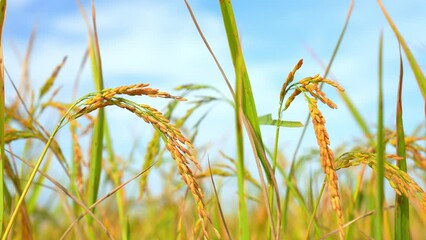 Wall Mural - ears of rice in the light of dusk in organic farm in rural or countryside