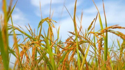 Wall Mural - ears of rice in the light of dusk in organic farm in rural or countryside