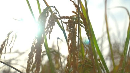 Wall Mural - ears of rice in the light of dusk in organic farm in rural or countryside