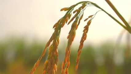 Wall Mural - ears of rice in the light of dusk in organic farm in rural or countryside