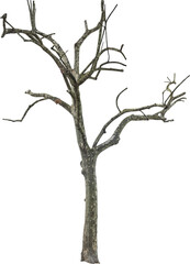 Fototapete - Isolated PNG cutout of a tree trunk on a transparent background