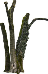 Fototapete - Isolated PNG cutout of a tree trunk on a transparent background