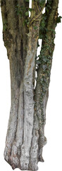 Fototapete - Isolated PNG cutout of a tree trunk on a transparent background