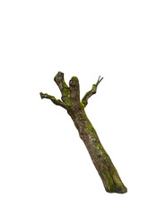 Aufkleber - Isolated PNG cutout of a tree trunk on a transparent background