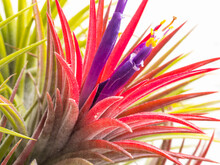 Tillandsia Ionantha Flower, Purple, Yellow, Green, And White, Bloom One Time In Rainy, Close Up, Can Use Be Background