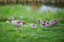 Family Of Egyptian Geese, Parents And Nestlings, Near Water In Green Grass
