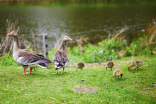 Family Of Egyptian Geese, Parents And Nestlings, Near Water In Green Grass