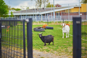 Goats eating grass on a farm in Alkmaar, Netherlands