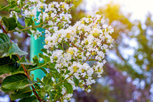 White Lagerstroemia Indica (Crape Myrtle) Flowers With Green Leaves On Branches In The Garden In Summer.