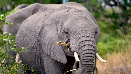 young african elephant female feeding on vegetation of ngorongoro wildlife preserve in tanzania with