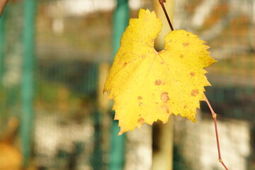 Canvas Print - Autumnal yellow grape leaf on the branch, autumn sunny garden