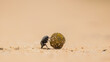 Dung Beetle on the move