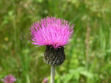 Flower Of A Thistle Flower In The Meadow