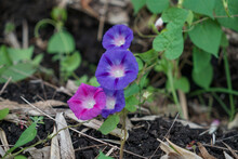 Pink And Purple Morning Glory Flowers Growing In The Garden