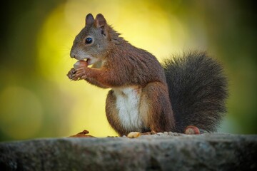 Sticker - Closeup of a furry red squirrel eating a nut on the rock