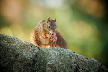 Poster - Closeup of a furry red squirrel eating a nut on the rock