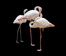 Flamingo On Black Background With Clipping Path