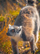 lemur, generally, any primitive primate except the tarsier; more specifically, any of the indigenous primates of Madagascar. In the broad sense, the term lemur applies not on