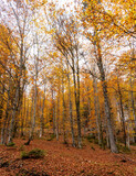 Fototapeta Las - Hiking through the Vrata valley in autumn, Triglav National Park in Slovenia