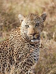 Poster - Vertical shot of a beautiful spotted male leopard on a clearing in Kruger National Park