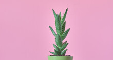 Cactus De Aloe Vera Verde En Maceta Color Pistacho, Sobre Fondo Rosa Pastel
