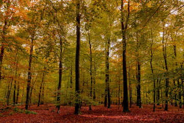 Wall Mural - Beautiful Autumn forest in countryside of Netherlands, Yellow, Orange and green leaves on the trees, Colourful wood in fall season with red brown leaves fallen on the ground, Nature background.