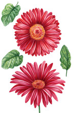 Gerbera Flowers, Red Daisies Set On Isolated Background, Watercolor Botanical Painting, Hand Drawn.