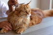 care of animals. Comb the cat. Care for the hair of a domestic cat