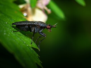 Canvas Print - Closeup of a black fly isolated on a green leaf