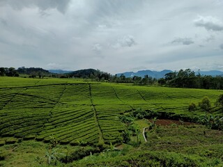 tea plantations in the highlands