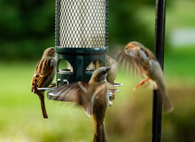 Angry Birds Fighting Each Other At The Bird Feeder.  Action Images With Their Wings In Motion.